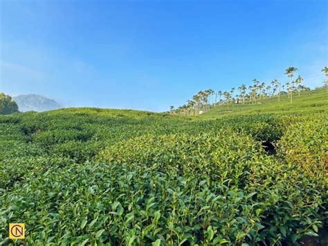 Enchanting Tea Plantations in Chiayi, Taiwan - Nspirement