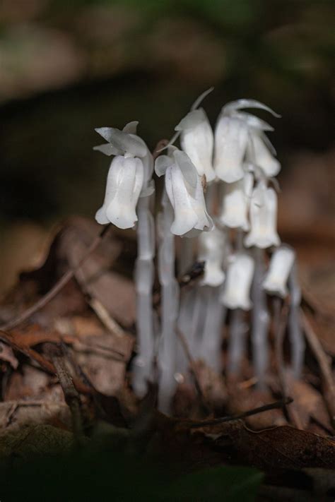 Monotropa uniflora, the ghost pipe – What's growing in the Garden State