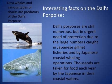 Dall porpoise