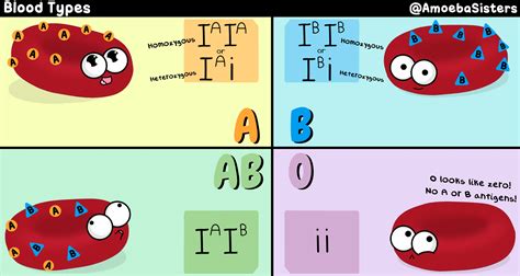 A handy blood type chart with the genotypes, phenotypes, and antigens of each blood type! Find ...