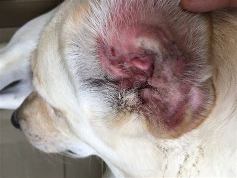 Dog Ear Mites Vs Yeast Infection