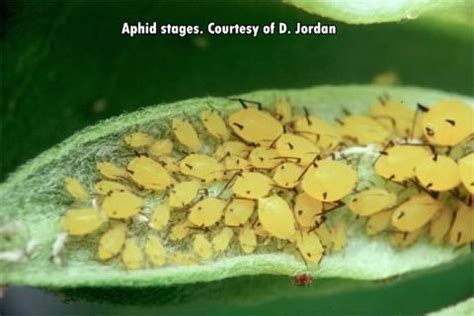 Aphid Control