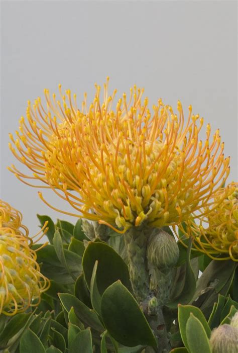 Pin on Leucospermum