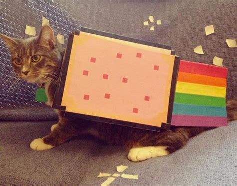 Nyan Cat Pet Costume - BigDIYIdeas.com