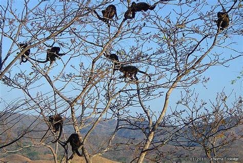 Tropical Dry Forest, Guanacaste, Costa Rica. Tropical Dry Forest Animals