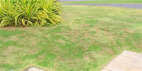 How To Revive Dead Grass | Lawn.com.au