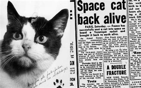 October 18, 1963: Félicette, a Black and White Female Parisian Stray Cat, Became the First Cat ...