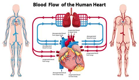 Blood Flow Through The Heart Blank Diagram