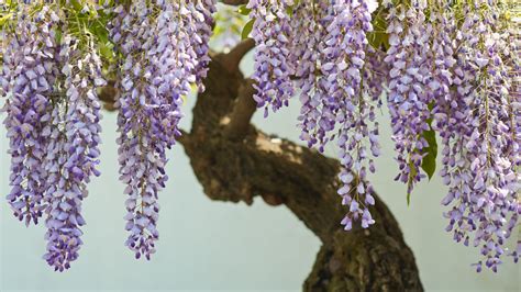 How to Grow Your Japanese Wisteria From Seeds | Spirit of Japan