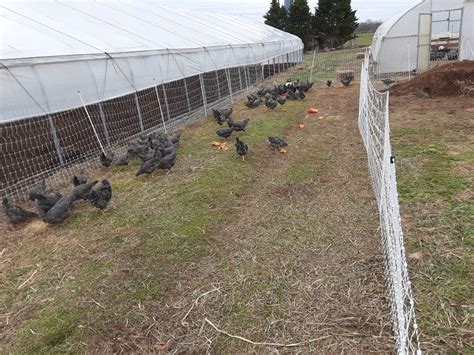 Barred Rock Chickens – Miller Farms Market