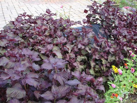 One Love Farm: Purple Basil
