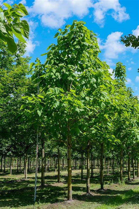 Catalpa speciosa | Western Catalpa, Northern Catalpa, Hardy Catalpa - Van den Berk Nurseries