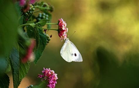 White Moth – Meaning and Symbolism