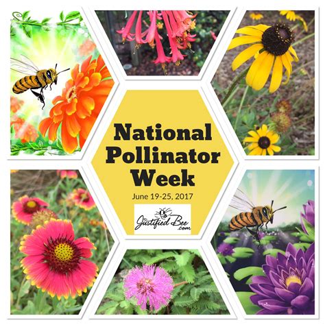 Celebrating National Pollinator Week! www.justifiedbee.com | Pollinator ...