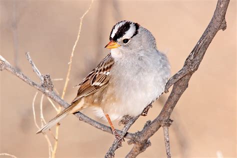 All About Birds: White-crowned Sparrow