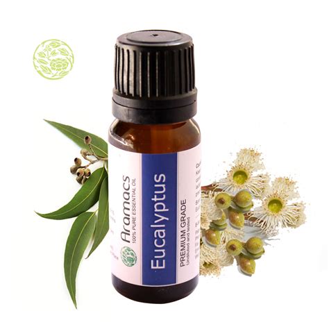 Eucalyptus Essential Oil - Where to buy eucalyptus oil?