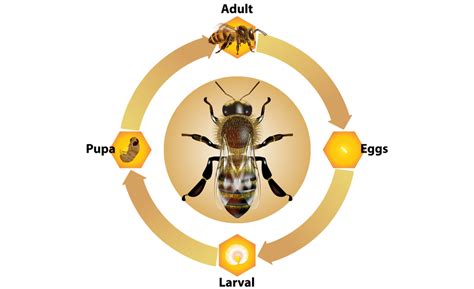 alien Mordrin communication life cycle of wasps nest Persistent sarcoma Christchurch