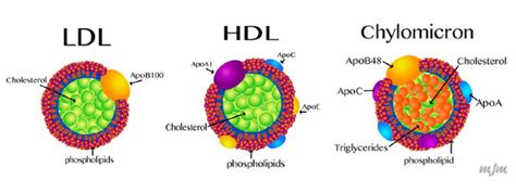 LDL & HDL Tab - Aridaya and Alan's Cholesterol Fun