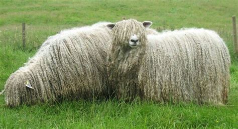 Lincolnshire long wool sheep | Katahdin sheep, Sheep, Sheep and lamb