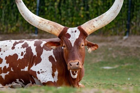 Longhorn Cow With Long, Curved Horns Grazing Stock Image - Image of grazing, livestock: 154125939