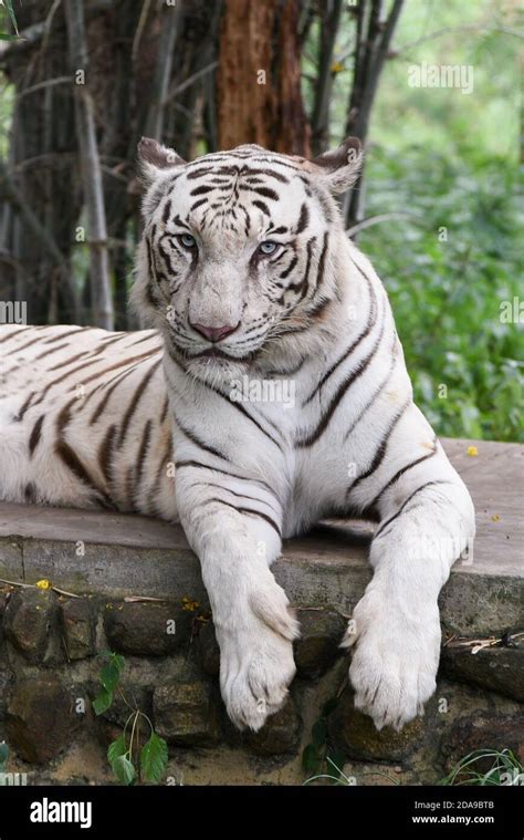 Bengal White Tiger lying down green eyes staring in Indian wildlife ...