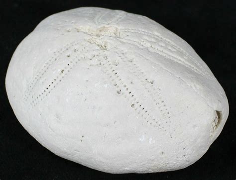 Fossil Sea Urchin (Eupatagus) - Florida (#28774) For Sale - FossilEra.com