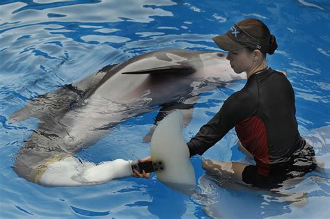 'Dolphin Tale' star Winter dies at Clearwater Marine Aquarium