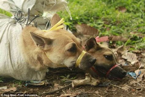 Horrific footage of Indonesia's dog meat trade | Daily Mail Online