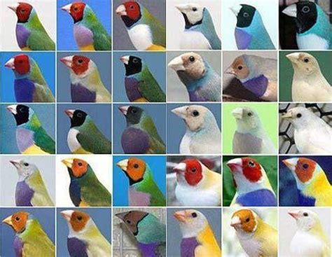 Lady Gouldian Finch – AZ Birds