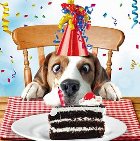 Birthday wishes funny dog 63+ New Ideas | Happy birthday dog, Birthday ...