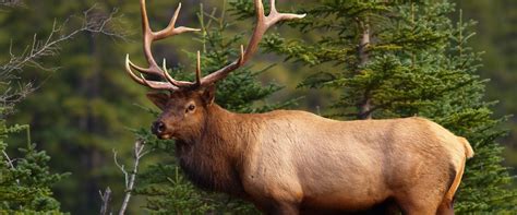 Where to See Wildlife In Banff - Discover Banff Tours