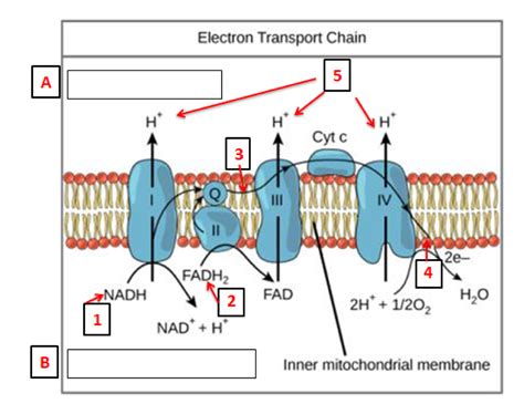 Electron Transport Chain Steps Explained With Diagram