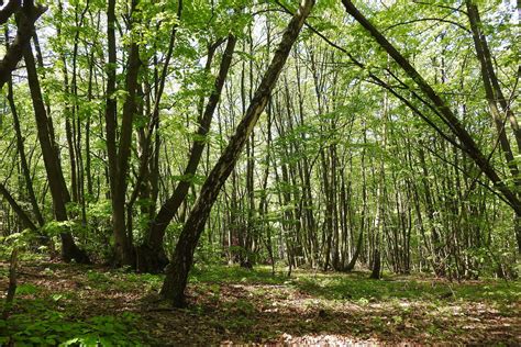 Coppicing trees and shrubs : Parks Community UK