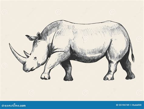 Rhino Sketch stock vector. Image of wildlife, drawing - 55194749