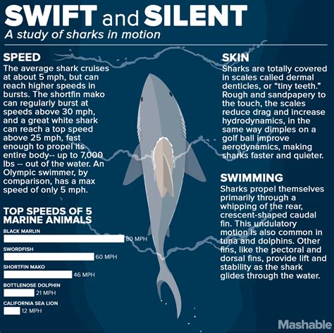 Swift and Silent a Study of Sharks in Motion #infographic | Shark facts ...