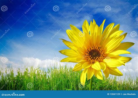 Sunflower on green grass stock image. Image of idea, global - 12041129