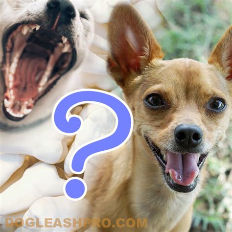 How Many Teeth Does A Chihuahua Have