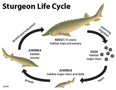 Sturgeon