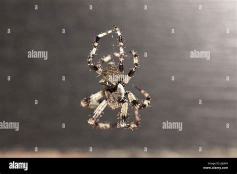 Male black and white orb weaver spider Stock Photo - Alamy