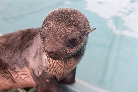 Rescued northern fur seal pup recovering at Vancouver Aquarium | News