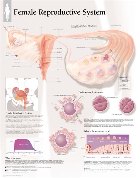 Female Reproductive System | Scientific Publishing