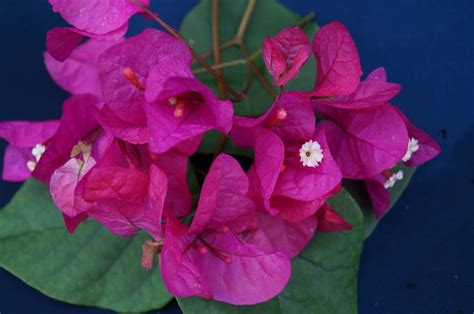 The product description for this item will be added soon. Bougainvillea, Nursery, Product ...
