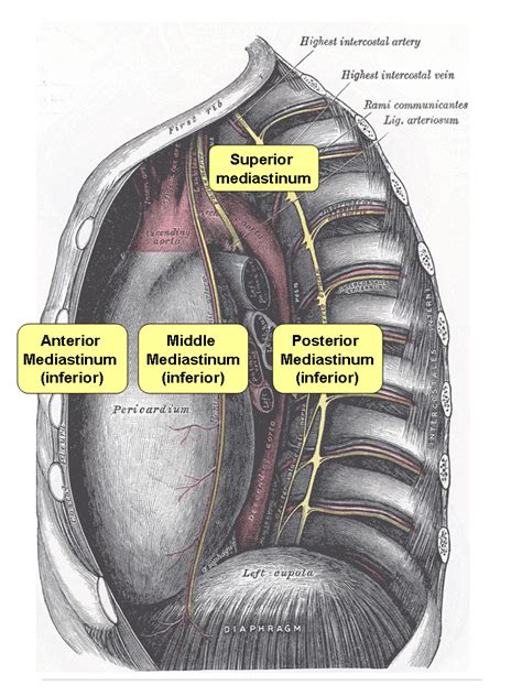 Posterior mediastinum - wikidoc