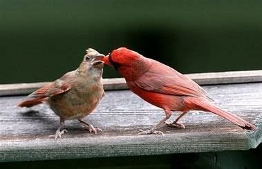 A male cardinal feeding one of his young. | Cardinal birds, Birds ...