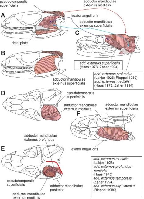 Comparison of lizard and snake jaw adductor muscles. A, B: Ctenosaura pectinata (after Oelrich ...