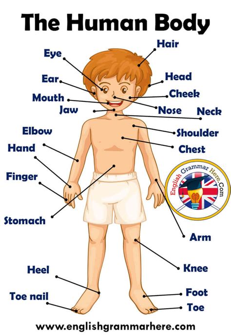 El Blog de J Diago: Sciences 2º. Parts of the Body.