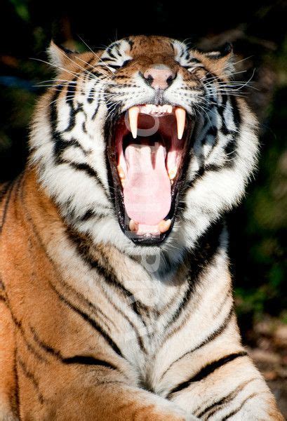 Bengal Tiger roar