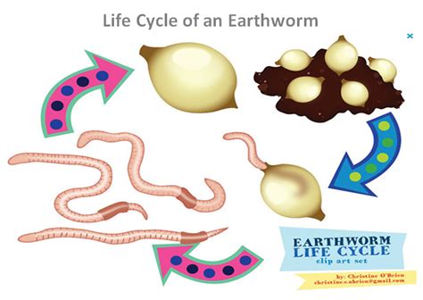 earthworm life cycle images - Google Search | Life cycles, Earthworms ...