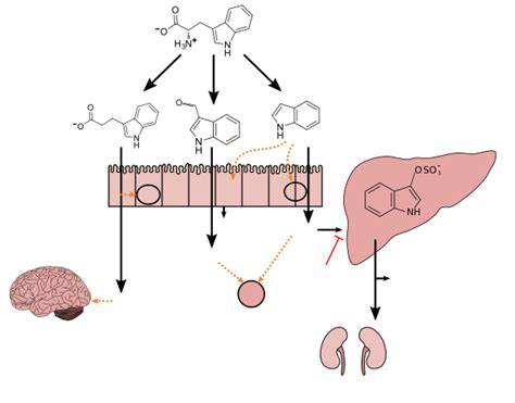 Indole - Wikipedia