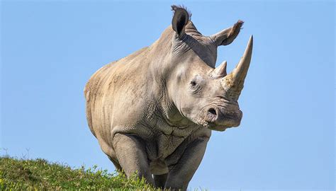 White rhino | San Diego Zoo Wildlife Explorers